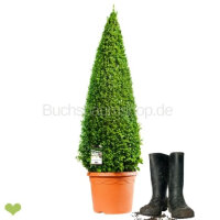 Buchsbaum Kegel | 70-80 cm | Getopft | 7 Jahre alt