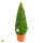 Buchsbaum Kegel | 60-70 cm | Getopft | 5 Jahre alt | 7.5L