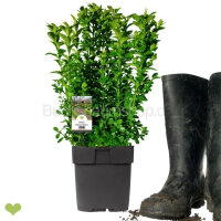 Buchsbaum Heckenpflanze P17 "IDEAL" | 25-35cm |...