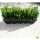 Buchsbaum Heckenpflanze P17 "IDEAL" | 25-35cm | Spitzenqualität | Im Topf gewachsen | 2L