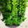 Buchsbaum Heckenpflanze P17 "IDEAL" | 25-35cm | Spitzenqualität | Im Topf gewachsen | 2L