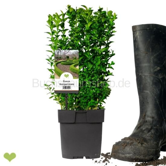 Buchsbaum Heckenpflanze P11 "IDEAL" | 15-20cm | Im Topf gewachsen | 2-jährig | Spitzenqualität | 1L