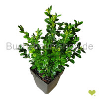 Buchsbaum Heckenpflanze P11 "IDEAL" | 15-20cm |...