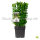 Buchsbaum Heckenpflanze P11 "IDEAL" | 15-20cm | Im Topf gewachsen | 2-jährig | Spitzenqualität | 1L