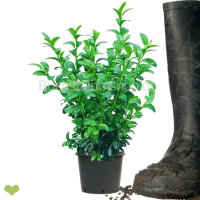 Buchsbaum Heckenpflanze P9 "IDEAL" | 15-20cm |...