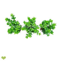Buchsbaum Heckenpflanze P9 "IDEAL" | 15-20cm |...