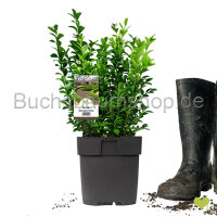 Buchsbaum Heckenpflanze P13 "IDEAL",...