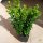 Buchsbaum Heckenpflanze P13 "IDEAL", 3-jährig |20-25cm