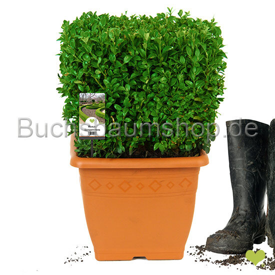Buchsbaum Würfel | 30x30x30cm | Im Topf gewachsen | 11L