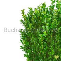 Buchsbaum Strauch "ALTO" | 80-90 cm | Getopft |...