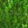 Heckenpflanze "VERSAILLES" | P17 | Höhe 30-40 cm | Getopft | 3L