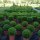 Heckenpflanze "VERSAILLES" | P19 | Höhe 30-40 cm | Getopft | 3L