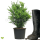 Heckenpflanze "VERSAILLES" | P13 |  Höhe 25-30 cm | Getopft | 1L