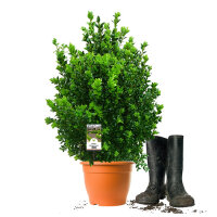 Heckenpflanze "BERTA" | 50-60cm | Im Topf...