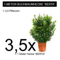 Heckenpflanze "BERTA" | 50-60cm | Im Topf...