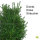 Heckenpflanze "BERTA" | 50-60cm | Im Topf gewachsen | 6L