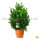 Heckenpflanze "BERTA" | 50-60cm | Im Topf gewachsen | 6L