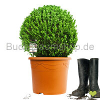 Buchsbaum Kugel 40cm | Spitzenqualität | Im Topf...