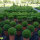 Buchsbaum Kugel 40cm | Spitzenqualität | Im Topf gewachsen | ±7 Jahre alt | 10L