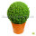 Buchsbaum Kugel 40cm | Spitzenqualität | Im Topf gewachsen | ±7 Jahre alt | 10L