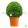 Buchsbaum Kugel 50-55cm | Spitzenqualität | Im Topf gewachsen | ±8 Jahre alt | 26L