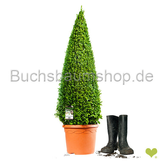 Buchsbaum Kegel 90-100cm | Spitzenqualität | Kegelfuß 30-35cm | Im Topf gewachsen | ±9 Jahre alt | 12L