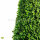 Buchsbaum Kegel 90-100cm | Spitzenqualität | Kegelfuß 30-35cm | Im Topf gewachsen | ±9 Jahre alt | 12L