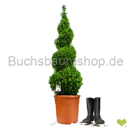 Buchsbaum Spirale 90-100  | 8 Jahre alt | Im Topf gewachsen | 12L | Spitzenqualität