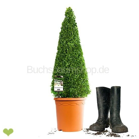 Buchsbaum Kegel 55cm | Spitzenqualität | Kegelfuß 20-23cm | Im Topf gewachsen | ±6 Jahre alt | 4L