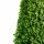 Buchsbaum Kegel 55cm | Spitzenqualität | Kegelfuß 20-23cm | Im Topf gewachsen | ±6 Jahre alt | 4L