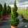 Buchsbaum Spirale | 70cm  | Spitzenqualität | 6 Jahre alt | 5L