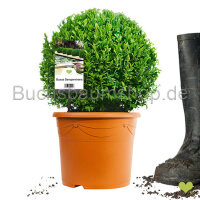 Buchsbaum Kugel 20-22cm | Im Topf gewachsen | ±5...