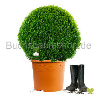 Buchsbaum Kugel 60cm | Im Topf gewachsen | ±9...