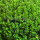 Buchsbaum Kugel 60cm | Im Topf gewachsen | ±9 Jahre alt | 28L