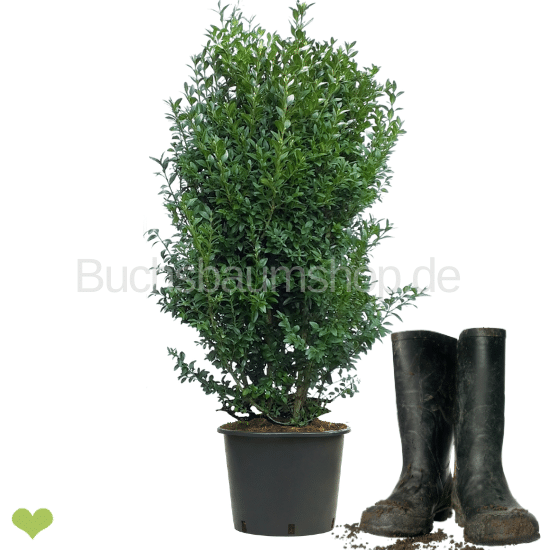 Heckenpflanze VERSAILLES |  Höhe 70-80 cm | Getopft | 15L #1