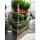 Heckenpflanze VERSAILLES |  Höhe 70-80 cm | Getopft | 15L #1