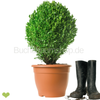 Buchsbaum Ei Green Balloon© | 60cm | Getopft | 20L