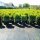 Buchsbaum Heckenpflanze "VERSAILLES" | Höhe 80-100cm | Ballenware