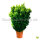 Buchsbaum Heckenpflanze "VERSAILLES" | Höhe 80-100cm | Ballenware