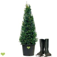 2 Stück Heimische Eibe (Taxus baccata) | Kegel |...