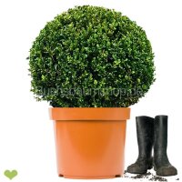2 Stück Buchsbaumkugel Faulkner| Ø 55-60 cm...
