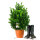 8m Hecke (=24 Stück) Buchsbaum Heckenpflanze | H:50-60cm | Premium Qualität| 6L | BERTA