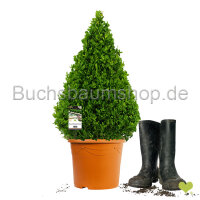 Buchsbaum Kegel | 60-70 cm | Kegelfuß...
