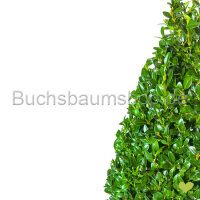 Buchsbaum Kegel | 60-70 cm | Kegelfuß...
