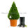 Buchsbaum Kegel | 60-70 cm | Kegelfuß Ø26-30cm | Getopft | 6 Jahre alt | 10L