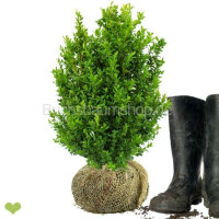 Heckenpflanze "VERSAILLES" | Höhe 40-50cm...