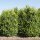 Buchsbaum Heckenpflanze "VERSAILLES" | 100-120cm | Getopft | 18L