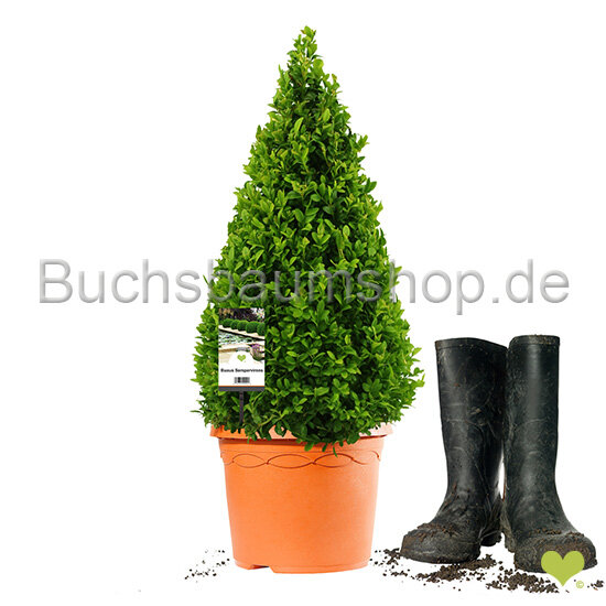 Buchsbaum Kegel | 40-50cm | Kegelfuß Ø21cm | Getopft | 5 Jahre alt | 4L