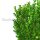 Heckenpflanze "VERSAILLES" | Höhe 60-80cm | Breite 50cm | Getopft | 15L