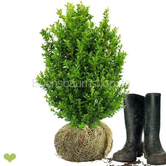 Heckenpflanze "VERSAILLES" | Höhe 50-60 cm | Ballenware